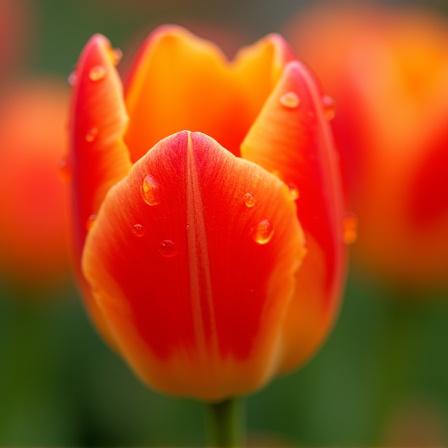 Close up of freshly cut tulips